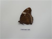 藏品(蛺蝶科(1))的圖片